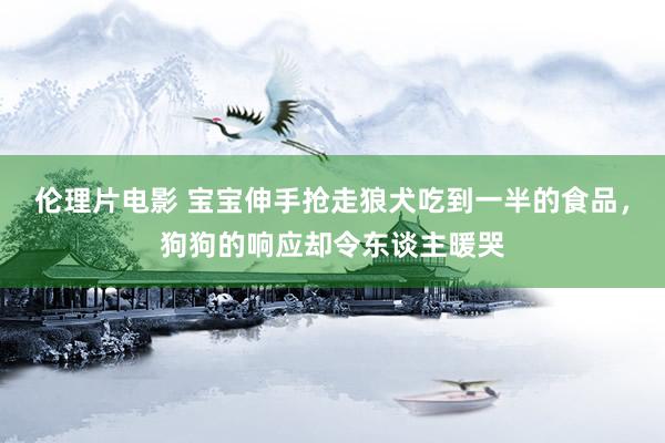 伦理片电影 宝宝伸手抢走狼犬吃到一半的食品，狗狗的响应却令东谈主暖哭